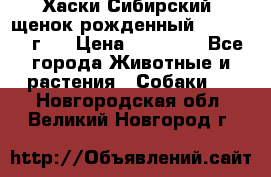 Хаски Сибирский (щенок рожденный 20.03.2017г.) › Цена ­ 25 000 - Все города Животные и растения » Собаки   . Новгородская обл.,Великий Новгород г.